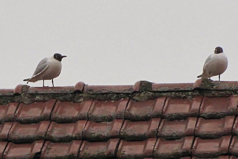 Navigeren, Maar hoe, 24-3-2013 (59).jpg